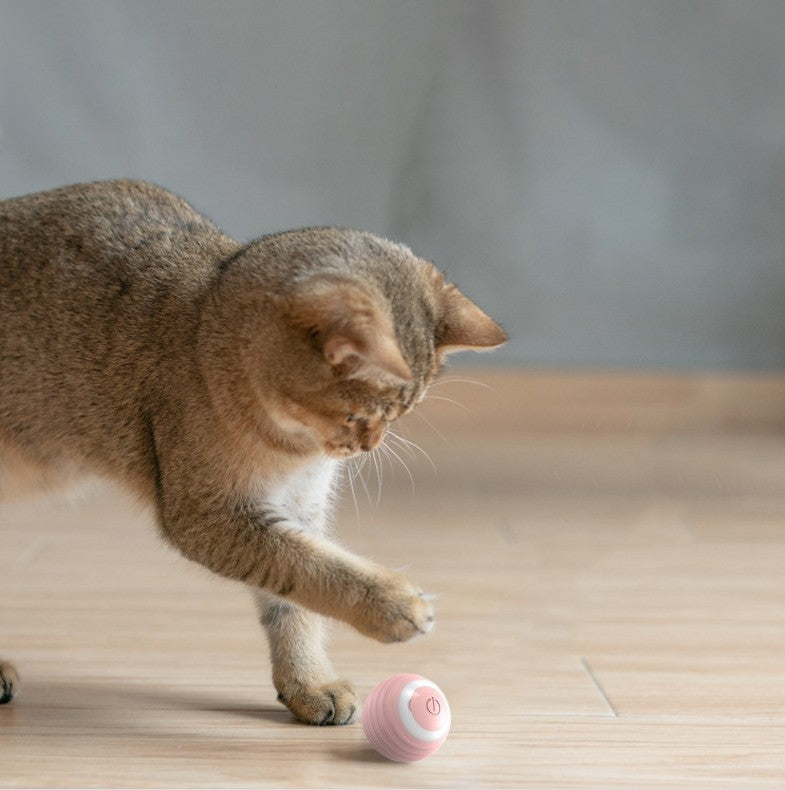 Petly - Automatischer Katzenspielball